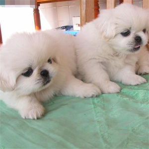 纯种白色哈巴狗