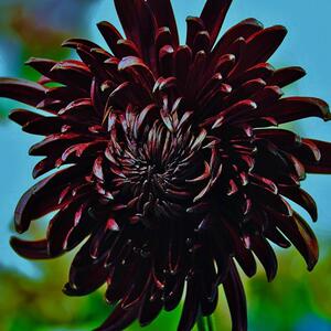 菊花盆栽植物带花苞