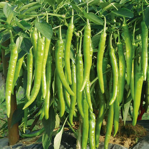 杭椒十五号辣椒种子早中熟耐寒耐热抗病味辣厚肉春季高产蔬菜种孑