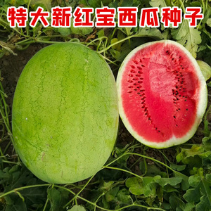 特大新红宝西瓜种苗巨型瓜农家菜园大棚春季四季高产水果蔬菜种苗