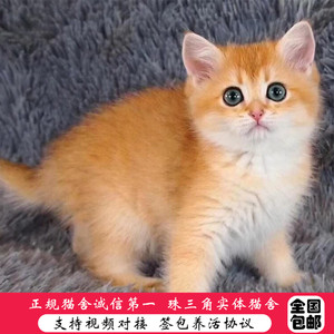 金渐层活体幼猫家养纯种银渐层幼崽宠物猫英国短毛猫金色金吉拉