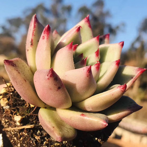 天狼星云南大棚多肉植物靠背勃朗峰景天科仙女杯属净化空气小盆栽
