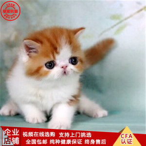 加菲猫活体纯种宠物猫幼猫 红虎斑加菲净梵水滴眼可爱小猫咪波斯