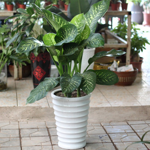 四季青盆栽植物