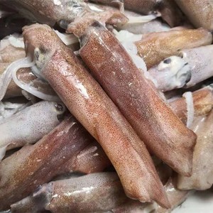 舟山海鲜 笔管鱿鱼 子乌鱿鱼 5-6只/斤 5斤装