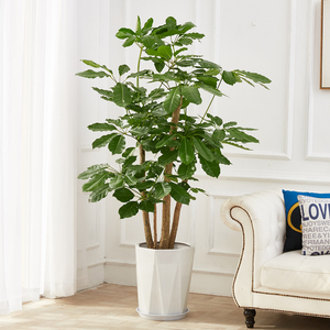 梦邦大叶伞植物盆栽摇钱树室内大型绿植招财开业乔迁木同城配送