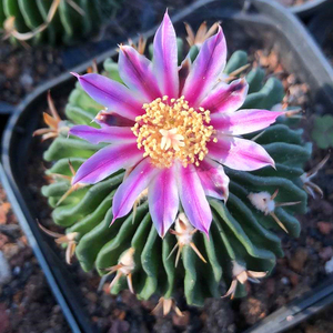 描春实生多棱玉锦千波万波稀有仙人球仙人掌科多肉植物盆栽防辐射