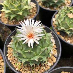 描春实生大帝冠牡丹大仙人球盆栽防幅射会开花四季仙人掌多肉植物