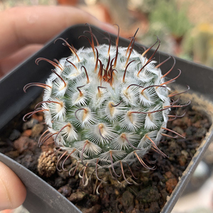 直刺佩雷仙人球