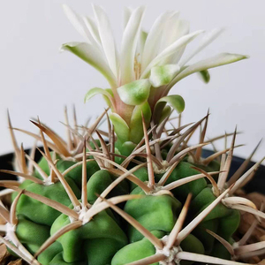 描春碧岩玉仙人球实生强刺球仙人掌科多肉植物盆栽开花稀有室内