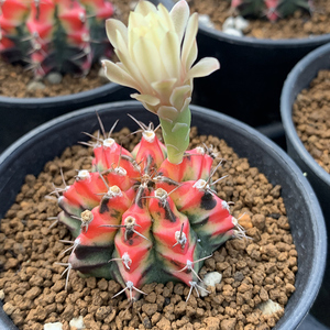 描春开花仙人球缤纷绯牡丹锦肋骨仙人掌科防辐射多肉