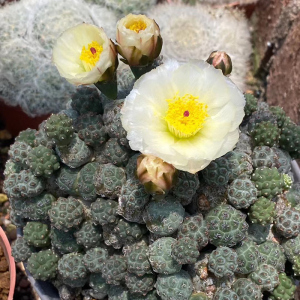 描春足球团扇群生多头无刺仙人球开大花仙人掌多肉植物绿植花卉