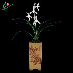 建兰四季兰花无尘浓香型花卉盆景盆栽土绿植兰带草植物花苞名贵苗