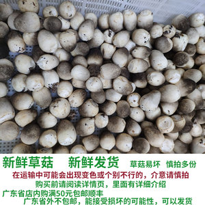 新鲜菌菇 草菇 兰花菇苞脚菇1斤(易坏,请慎拍,或请阅读详情页