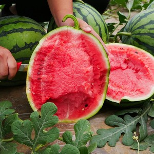 甜王西瓜种子种籽孑高产特大超大巨型春季秧苗南方超甜四季西瓜苗