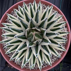 悠然花房 冰山山龙舌兰 多肉 多肉植物 实拍品相如图