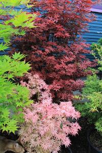 [小米花园] 歌姬 进口名贵枫树种 日本枫 红枫盆栽适合阳台庭院