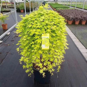 黄金流泉枫树日本红枫瀑布垂枝进口庭院花园植物树苗室内盆栽盆景