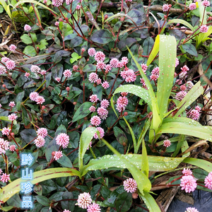 头花蓼种子中草药太阳草水绣球农家现摘晒干 石辣蓼果实石头花