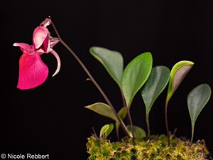 奎尔奇狸藻—utricularia  quelchii(兰花狸藻组—附生狸藻)