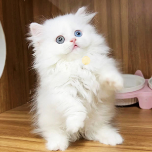 山东临清狮子猫幼崽异瞳纯白布偶猫拿破仑短腿银点长毛波斯猫活物