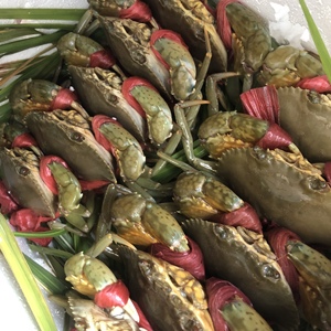 潮汕大青蟹野生海捕新鲜鲜活螃蟹公母混合5-8只一斤500g两斤包邮