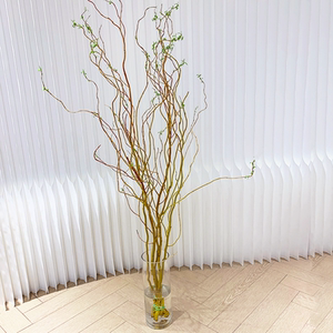 进口金龙柳鲜切枝条 水培植物室内曲线柔软水养绿植 上海成都发货
