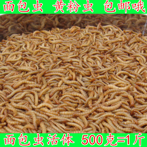 喜鹊伯劳八哥画眉百灵爱吃面包虫活虫活体黄粉虫宠物鸟食500g包邮