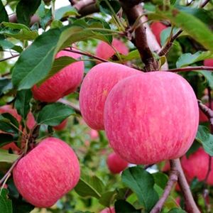 超级大果苹果水果10斤新鲜当季红富士一整箱批应季脆甜农家