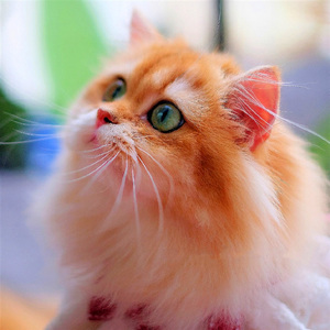 杭州猫舍纯种英短金渐层高地猫可上门自提 长毛金渐层幼猫包邮