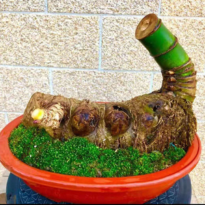 龟甲竹苗龙鳞竹