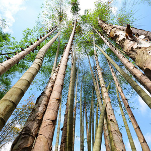 大型巨龙竹竹苗楠竹苗毛竹苗食用竹笋竹子苗巨龙竹鞭根地栽竹根笋