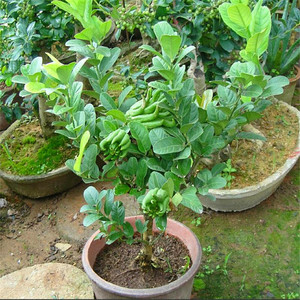 果树苗金佛手盆栽佛手大苗带果发 室内观果植物 盆栽植物 佛手树