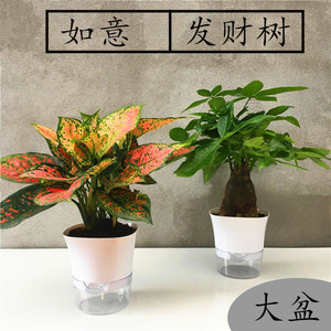 大盆水培发财树盆栽 如意皇后盆栽万年青室内办公室客厅观叶绿植