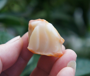 新疆阿勒泰富蕴县杜热镇原石沙漠漆荔枝冻 金丝玉 把件 挂件吊坠0人