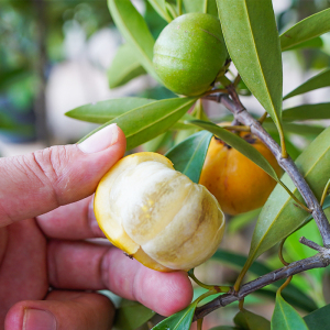 岭南山竹子又称罗蒙树罗檬树 竹节果 黄牙树 粘牙仔非泰国山竹