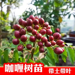 咖喱树苗 带土带叶发货 可阳台盆栽地栽庭院种植