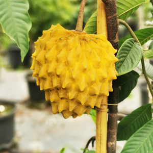 黄龙释迦嫁接苗霹雳果黄龙番荔枝 带土带叶可盆栽地栽庭院种植