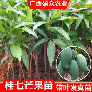 贵妃芒果树上熟