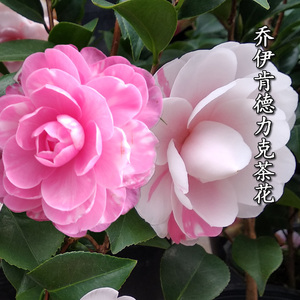 乔伊肯德力克巨型茶花永福建龙岩珍稀有一树多色庭院名贵盆栽正品