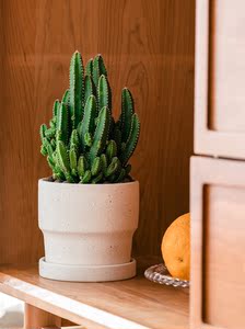 万重山仙人掌类植物盆栽室内防辐射办公室桌面大颗仙人柱多肉植物