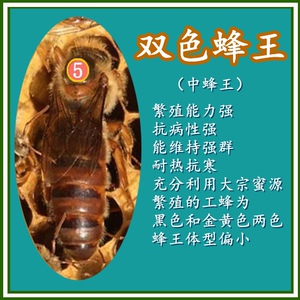 中蜂双色蜂王黄金色蜜蜂王高产优质种蜂王开产生产新王包邮包活体