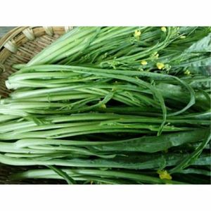 超纯柳叶菜心种子桂林菜花种子广东广西特色蔬菜种子卷叶菜心蔬菜