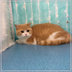 出售纯乳色英短弟弟大橘猫活体高品质血统健康活泼随时去新家