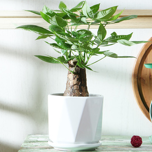 发财树盆栽盆景桌面陶盆植物办公室内摆件绿植常青招财转运摇钱树