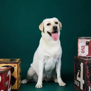 萌宠先生旺淘宝南京本地犬舍 cku认证出售拉布拉多幼犬黑色奶油色