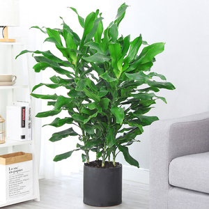 螺旋铁植物盆栽巴西铁室内客厅大型绿植吸甲醛净化空气四季常青