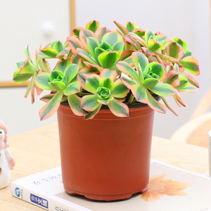 星爆火凤凰邵羞法师老桩多头群生多肉植物室内盆栽防辐射吸甲