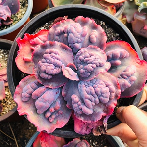 埃特纳火山狂澜疙瘩瘤子包菜多肉植物稀少奇趣萌肉满额包邮