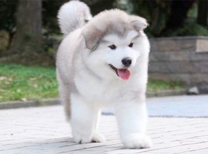 纯种阿拉斯加犬宠物狗活体桃脸巨型阿拉斯加幼犬雪橇犬小狗灰色